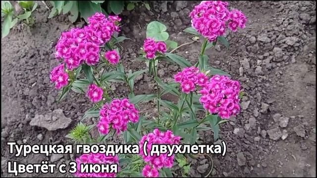 МОИ КЛУМБЫ С АПРЕЛЯ ПО ОКТЯБРЬ || БОЛЕЕ 50 ВИДОВ РАЗНЫХ ЦВЕТОВ || КЛУМБА СВОИМИ РУКАМИ