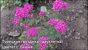 МОИ КЛУМБЫ С АПРЕЛЯ ПО ОКТЯБРЬ || БОЛЕЕ 50 ВИДОВ РАЗНЫХ ЦВЕТОВ || КЛУМБА СВОИМИ РУКАМИ