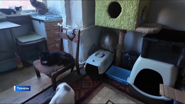 "Кошкин дом" организовала в обычной квартире тюменская пенсионерка