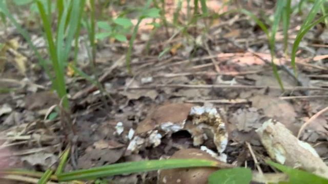 Грибной сезон 2021! Еловые, дубовые белые грибы! Ситуация в Калужском лесу! Что со слоем белых? смотреть онлайн