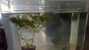 Первый нерест очень молодых самки и самца петушка.