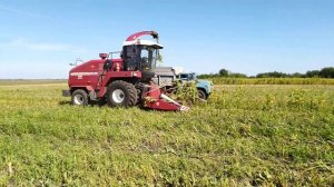 Комбайн Десна - полесье FS 80-5 он же КВК-800 на уборке подсолнечника