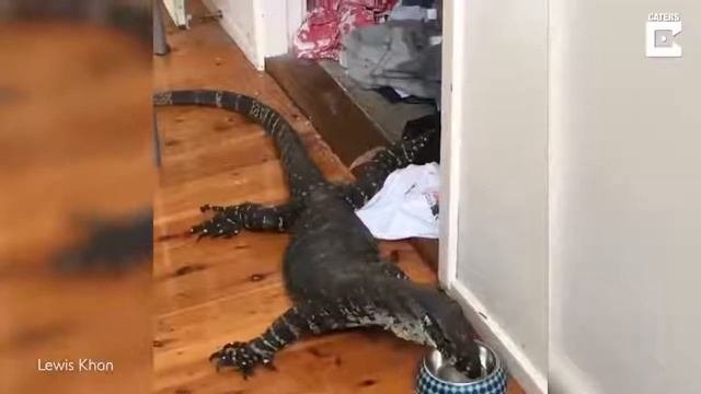 Гигантская ящерица ест кошачью еду