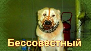 Про алабая. Бессовестный. Рассказ Александра Власенко