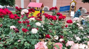 мощное цветение роз