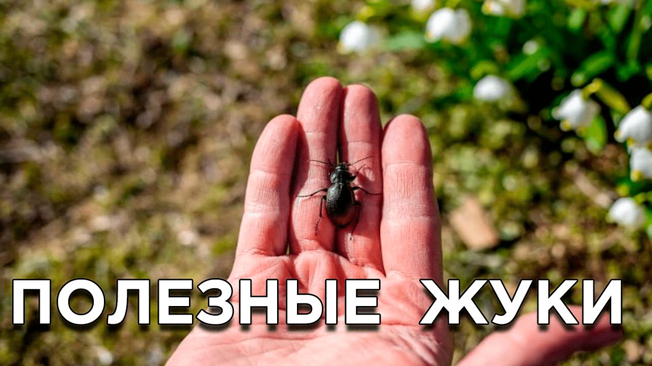 Этих жуков не стоит истреблять в саду, огороде и на цветах смотреть онлайн