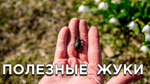 Этих жуков не стоит истреблять в саду, огороде и на цветах