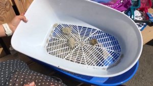 ЦЕОСАН - Наполнитель для кошачьего туалета. Как комкуется впитывающий наполнитель? TIANGROUP.BY