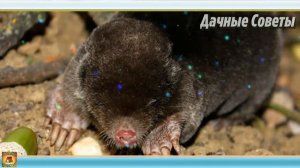 Как избавиться от КРОТА НА ДАЧЕ самым ПРОСТЫМ и ЭФФЕКТИВНЫМ способом Дачные ХИТРОСТ