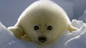 К Международному дню защиты бельков