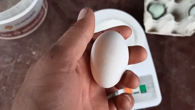 Породистые куры несущее цветные яйца