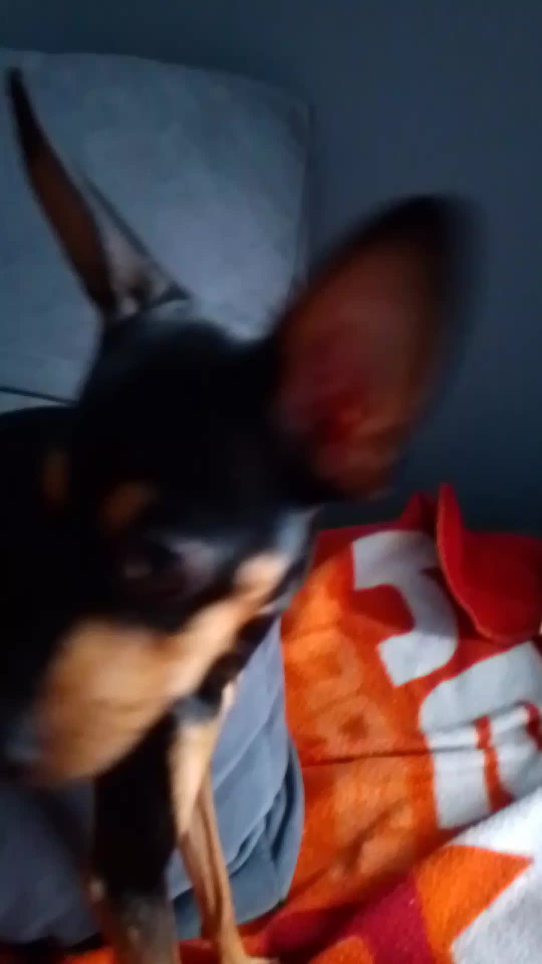 собака чип смотреть онлайн