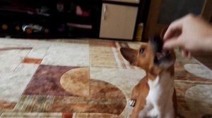 Как лает басенджи или команда "Голос"