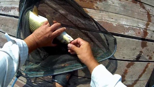 Рыбалка. Карпы, караси, белые амуры смотреть онлайн