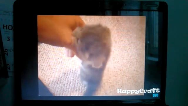 Самая милая порода кошек смотреть онлайн