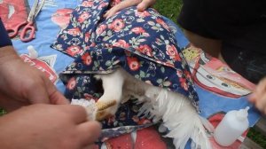 РЕЗУЛЬТАТ ЛЕЧЕНИЯ ГНОЙНОЙ ЛАПЫ У ПЕТУХА.