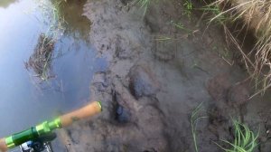 Щуку поймал, медведя повидал! Три часа клёвой рыбалки на спиннинг июльским утром на таёжной речке