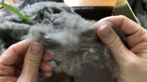 Серый тибетский як для прядения