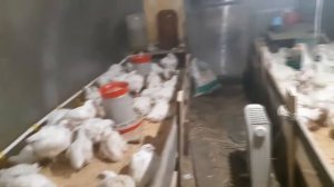Продолжение эксперимента по выращиванию бройлеров зимой в теплице
