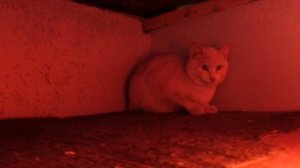 Сделали Зимний теплый домик из коробки для бездомных кошек.