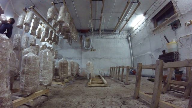 Радикальные меры борьбы с грибной мошкой. смотреть онлайн