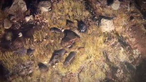 Fallout 76 - Trailer