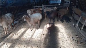 Ягнята| Мясная порода овец| Разведение овец.