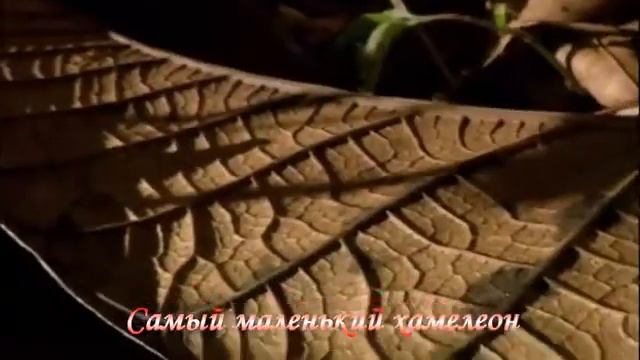 Самые маленькие существа планеты смотреть онлайн