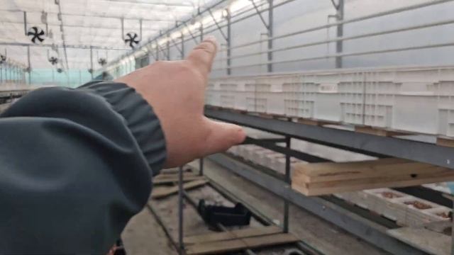 Бизнес на тюльпанах и гортензии. Опыт от @user-mt6rl7zj7d Белтюльпан