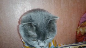 Обзор на кликбейтные киндеры космикс Winx(Винкс)