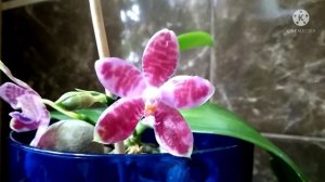 Phal. Yang Yang Gigan Cherry × German Vincent var. blue. Обзор домашнего цветения.