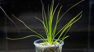 ЭРИОКАУЛОН МАЛАЯТТОР. eriocaulon malayattoor. СЕКРЕТЫ ВЫРАЩИВАНИЯ
