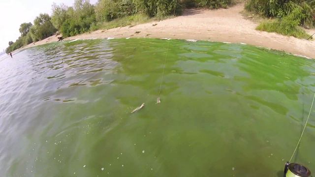 Ловля белой рыбы на Днепре/Снасти,прикормка,хороший улов/Видеоотчет август 2019 смотреть онлайн