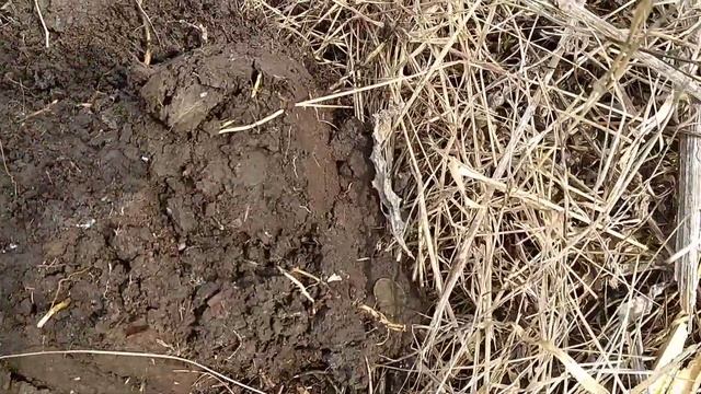 Коп 2021 equinox 800, золото партии, серебро и остальные монеты смотреть онлайн