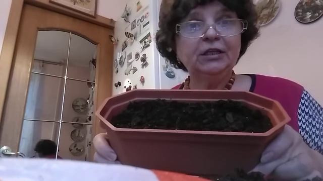 Открыла дачный сезон.Сею Эустому,перец, баклажаны. смотреть онлайн