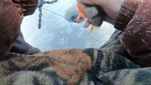 Рыбалка на Рыбинском водохранилище со льда. Часть 3: поиск судака и ловля окуня .