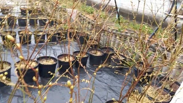 Как выглядят распускающиеся почки голубики. 18 апреля 2022 г смотреть онлайн