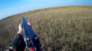 Охота на ГАРШНЕПА с ЛЕГАВОЙ и ТОЗ БМ на осенних высыпках. На болотно-луговую дичь с КУРЦХААРОМ!