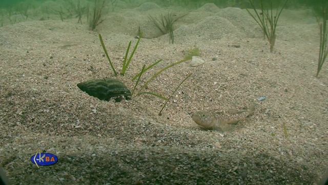 Маленький бычок сражается с большими трудностями смотреть онлайн