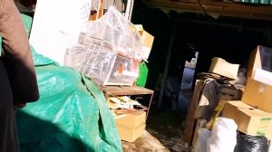 Гигантский Перепел Фараон и Золотистый Феникс jumbo quail. Товары в сельмаге (Моск. обл.)