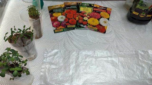 Рассада бархацев и цинии без земли и пикировки смотреть онлайн