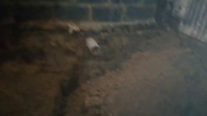 Продажа карпа. Выращивание карпа в домашних условиях.