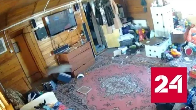 Землетрясение заставило понервничать домашнего питомца жителя Камчатки - Россия 24 