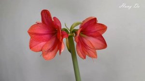 Bolero Amaryllis