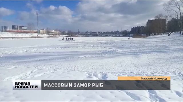 Массовый замор рыбы на Мещерском озере в Нижнем Новгороде