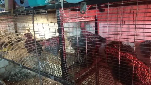 Цыплята Плимутрок 6 недель.mp4 смотреть онлайн