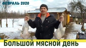 Большой мясной день в хозяйстве и проект "150 индюков" закрыт!