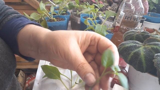 обрезка и укоренения петунии Тайдал.