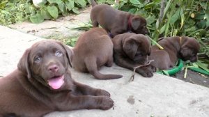 ШОКОЛАДНЫЕ КОНФЕТЫ - ЩЕНКИ Лабрадора CHOCOLATE CANDY - Labrador PUPPIES.