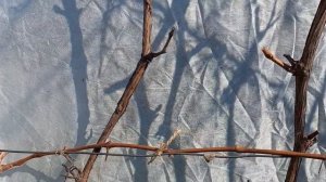 Обрезка технического сорта винограда.Кордонная формировка.